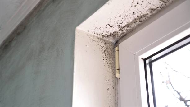 Best Attic Mold Remediation in Fair Oaks Ranch, TX