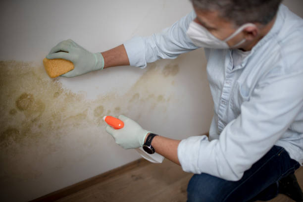 Best Mold Testing and Inspection Services in Fair Oaks Ranch, TX