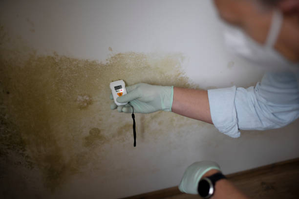 Best Health and Safety Mold Remediation in Fair Oaks Ranch, TX
