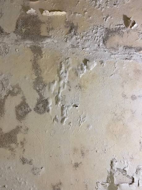 Best Emergency Mold Remediation in Fair Oaks Ranch, TX