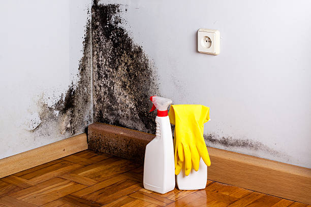 Best Localized Mold Remediation (e.g., coastal areas, humid climates) in Fair Oaks Ranch, TX