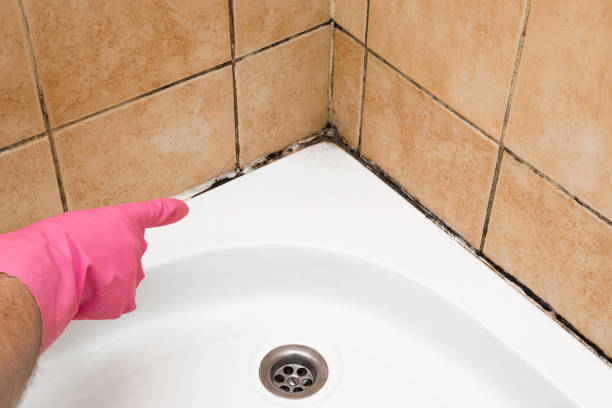Best Commercial Mold Remediation in Fair Oaks Ranch, TX
